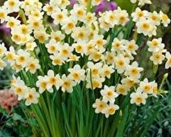 Nergis &ccedil;i&ccedil;eği