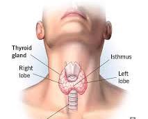 Image of Thyroid gland on the neck