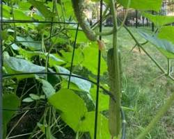 싱싱한 오이가 넝쿨에 주렁주렁 매달려 있는 모습 이미지