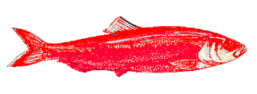 Image result for Red Herring