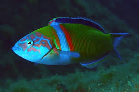   海洋生態