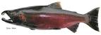 BC Sport Fishing Guide - Coho Salmon