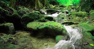 Image result for nature