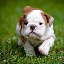 Αμερικάνικα Μπουλντόγκ | Petshop Samolis