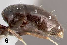 Résultats de recherche d'images pour « L ABDOMENE DUNE FOURMIS PHOTO »
