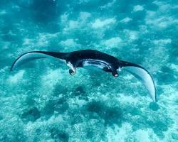 Image of Manta Ray in Labuan Bajo