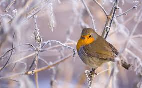 Résultat de recherche d'images pour "robin bird"