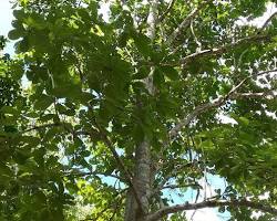 Image of ส้านใหญ่ tree