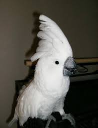 Image result for baby macaw parrot for sale