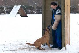 Hobby - Malinois - Michaela Bayer - Wir gehen 4x in der Woche auf den ...