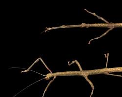 Image of Stick insects (animal)
