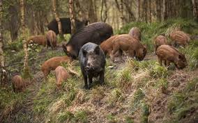 Risultati immagini per wild boar