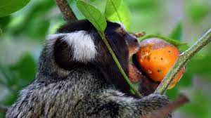 Image result for MONKEYS