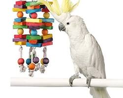 cockatoo playing with blocksの画像