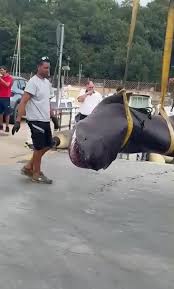 [Video] Panika na italijanski plaži: otrok v plitvini opazil ogromno zver