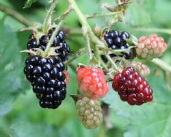 Image of Blackberries