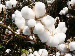 cotton plants ile ilgili görsel sonucu
