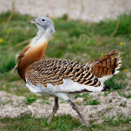 On manoeuvres: great bustards on Salisbury Plain.