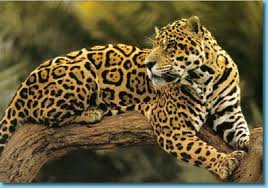 Resultado de imagen para fauna uruguaya