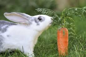 Image result for RABBIT
