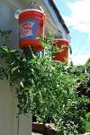 Topsy turvy tomato tree tips watering