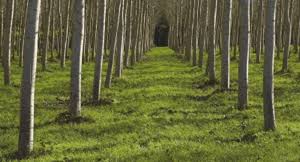 Image result for Tree plantation