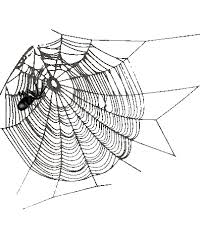 Résultat de recherche d'images pour "gifs araignées"