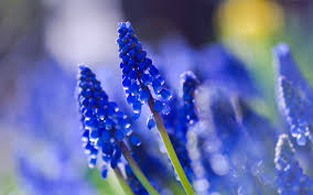 Resultado de imagen de flores azules hermosas
