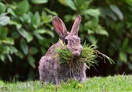 Image result for Coneja comiendo