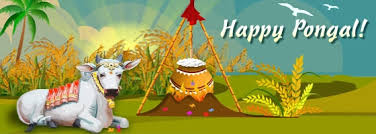 Image result for pongal festival images