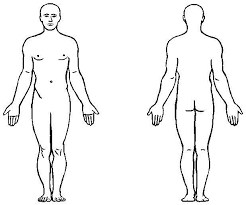 Resultado de imagen para cuerpo humano