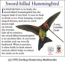 Image result for Sword-billed Hummingbird Ensiferaensifera