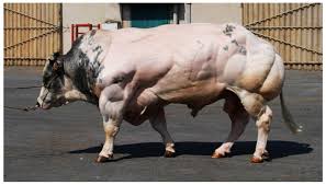 Image result for belgian blue bull meat