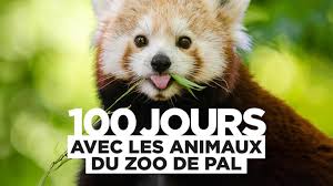 100 jours au zoo du Pal
