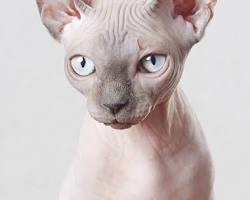 Sphynx cat resmi