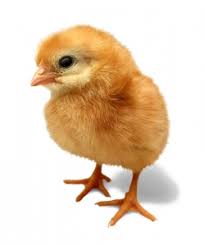 Bildresultat för påskkycklingar