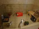 Dbury. the bunny! on Pinterest Guinea Pig Cages, Giant