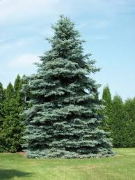 Image result for a baby colorado blue spruce tree