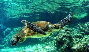 Résultat de recherche d'images pour "tortues"