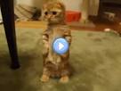 Video de petit chat