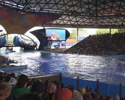 Image of One Ocean show at SeaWorld San Antonio