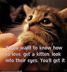 Kitten Love Quotes. QuotesGram via Relatably.com