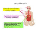 2 parts of metabolism miracle