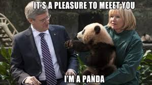 Image result for Animal Meme