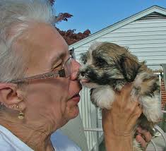 I spent a wonderfully, sunny, fall afternoon playing with 17 of the cutest little puppies. Above is owner Debbie Heydt enjoying the attentions of this cute ... - Debbie_and_multicolor_puppy