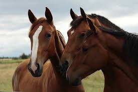 Image result for HORSE