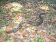 Water Moccasin Information Facts