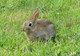 Image result for RABBIT