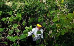 Image result for japanese knotweed removal