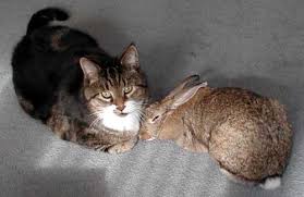 Image result for RABBIT